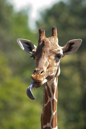 [Giraffe sticking out tongue]