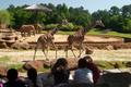 Photograph: [Giraffes walking in zoo]