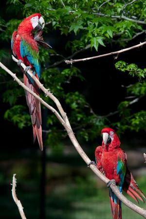 [Parrots in tree at zoo]