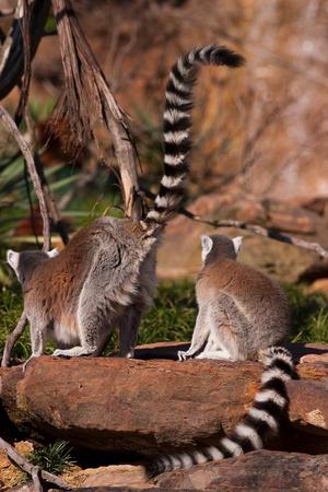 [Lemurs sitting on rock]