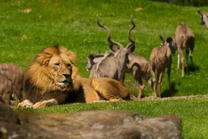 [Lions and African kudus]