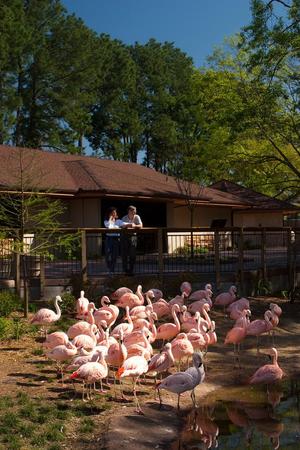 [Flamingos inside zoo]