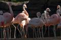 Photograph: [Flamingos standing by pool]