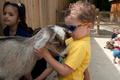 Thumbnail image of item number 1 in: '[Child hugging goat]'.