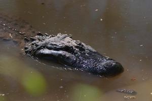 Primary view of object titled '[Alligator in zoo]'.