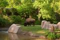 Thumbnail image of item number 1 in: '[Buffalo in zoo]'.
