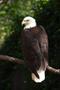 Thumbnail image of item number 1 in: '[Eagle on a branch]'.