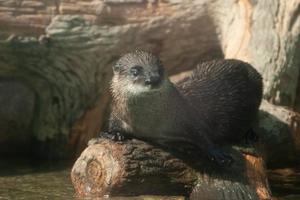[Otter on a log]