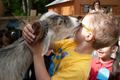 Photograph: [Goat licking child's face]