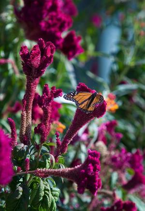 [Nature's Artistry: A serene encounter of a butterfly and celosia cristata]