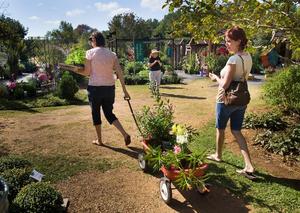 [Blooming Haul: Women navigate flower-filled cart in botanical nursery]