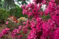 Photograph: [Blooming Beauty: Azaleas Flourish at Mast Arboretum, Stephen F. Aust…