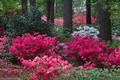 Photograph: [ Breathtaking Symphony of Azaleas at Mast Arboretum, Stephen F. Aust…