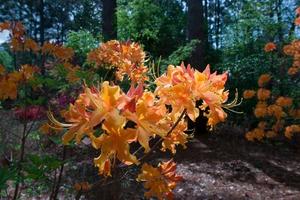 [Blooming Beauty: Vibrant Azaleas at Stephen F. Austin State University Arboretum]