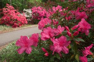 [Double Beauty: Rhododendron Double Beauty (Azalea) in Vibrant Pink]