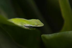 [The Green Anole: A Colorful Lizard of Texas]