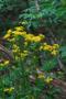 Primary view of [Butterweed (Packera glabella): A Vibrant Succulent Annual]