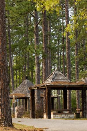 [Exploring the Enchanting Pine Trees of Newton County]