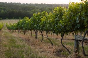 [Enoch's Stomp Winery: Where Nature and Artistry Converge]