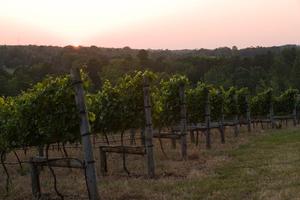 [Enoch's Stomp Winery: Where Nature and Artistry Unite]