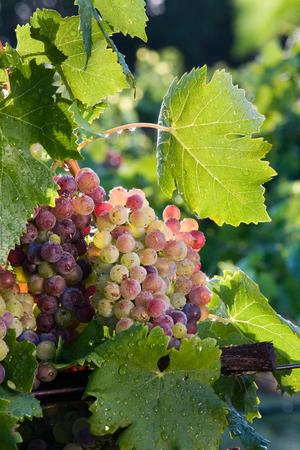 [Vineyard's Abundance: Grapes at Kiepersol Winery]