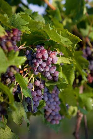 [A Tapestry of Flavor: Grapes at Kiepersol Winery]