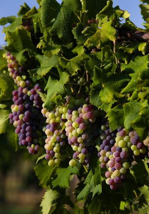[Nature's Bounty: Grape Harvest at Kiepersol Vineyard & Winery]