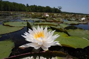 [Tranquil Beauty: American White Water-Lily on Caddo Lake]
