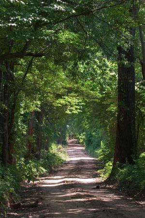 [Piney Woods Serenity: A Captivating Canopy Trail in East Texas]