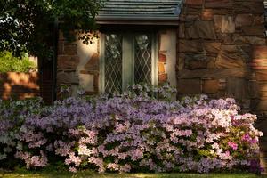 [Orchid pink azaleas outside home]