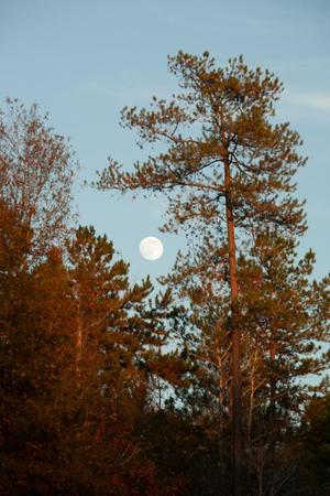 [Mystical Moonrise: Nature's Canvas at Faulkner Park]