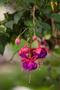 Photograph: [Dark Eyes Trailing Fuchsia: Exotic Beauty in Tyler Botanical Garden]