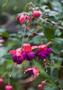 Photograph: [Captivating Beauty: Dark Eyes Trailing Fuchsia at Tyler Botanical Ga…
