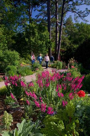[A Breathtaking Path of Gladiolus Palustris in the Enchanting IDEA Garden]