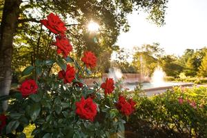 [A Blossoming Paradise: Tyler Municipal Rose Garden]
