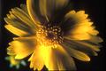 Thumbnail image of item number 1 in: '[Enchanting Beauty: The East Texas Coreopsis Wildflower]'.