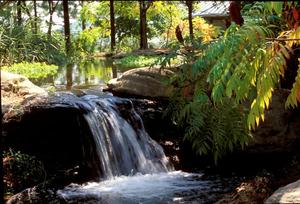 [Enchanting Waterfall Oasis: East Texas Arboretum's Natural Wonder]