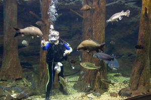[Native Fish Feeding Program: A Fascinating Aquarium Experience]