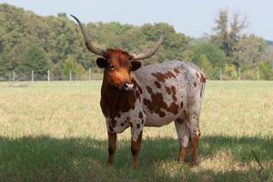 [Iconic Texas Longhorn: A Majestic Sight on the Farm]
