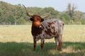 Primary view of [Iconic Texas Longhorn: A Majestic Sight on the Farm]