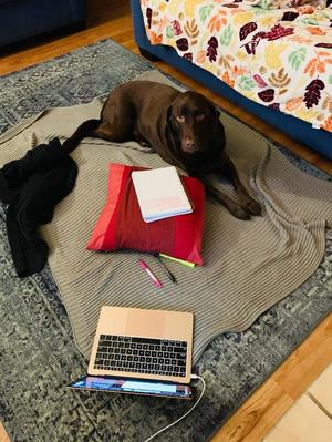 [Leia, the dog, taking over a floor study area]