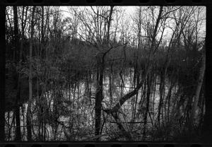 [Trees in a Pond]