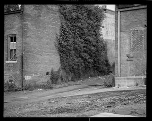 [Ivy covering a brick building]