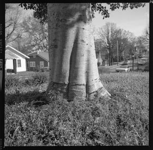 [Tree in a front yard]