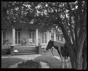 [Horse in a front yard]