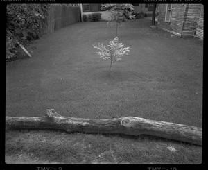[Yard with Tree and Log, 1987]