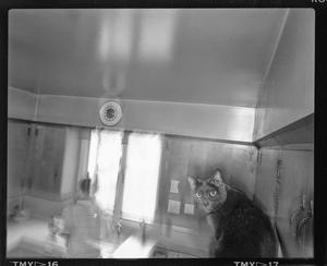 [Korat Cat on Refrigerator, 1988]