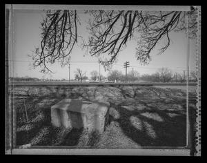 [Highway 80 Trees from Top Railroad Tracks, 1992]