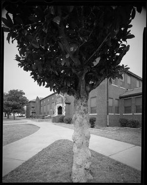 [Morningside Elementary Magnolia Tree, 2000]