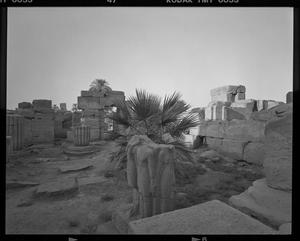 [Egypt Palms, 2001]